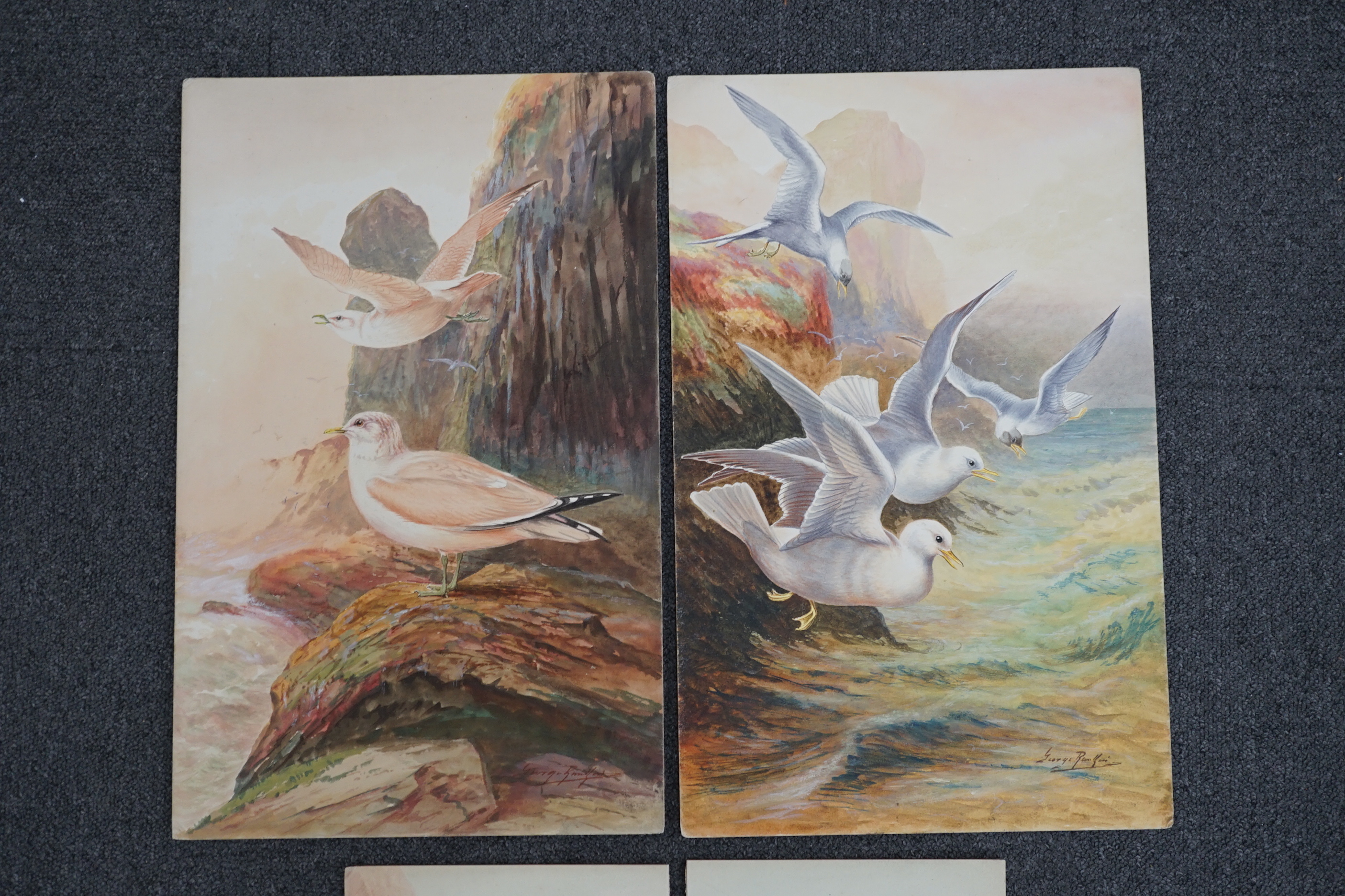 George James Rankin (British, 1864-1937), four watercolour designs for postcards, British Birds; Kentish Plover, Shorelark, Seagulls Flying & Common Gulls, signed, 27 x 19cm (3) and 46 x 30cm (1)